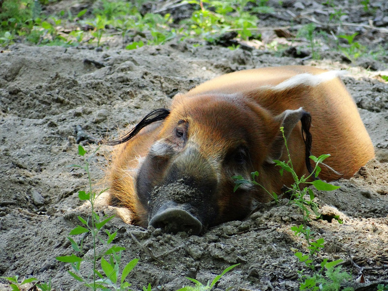 Visit Dublin Zoo and see the Red River Hog